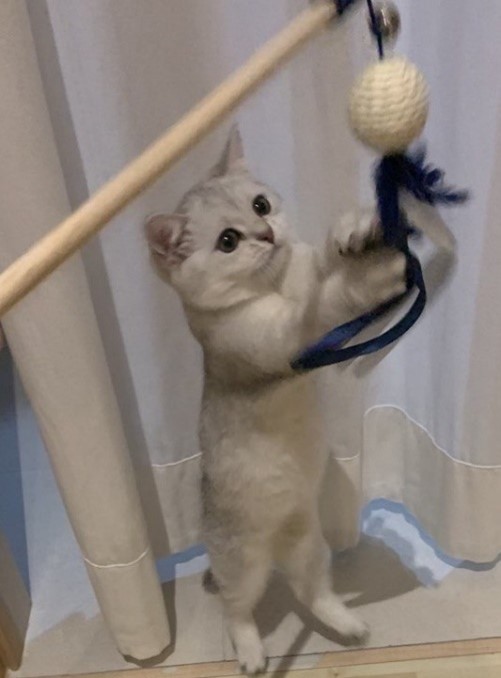 Cat stands on her back legs to reach for a toy