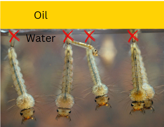 Crosses show where the oil blocks the breathing tubes of the larva